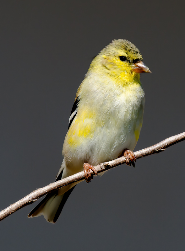 American_Goldfinch_12_FL_010