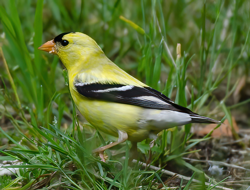 American_Goldfinch_13_OR_001