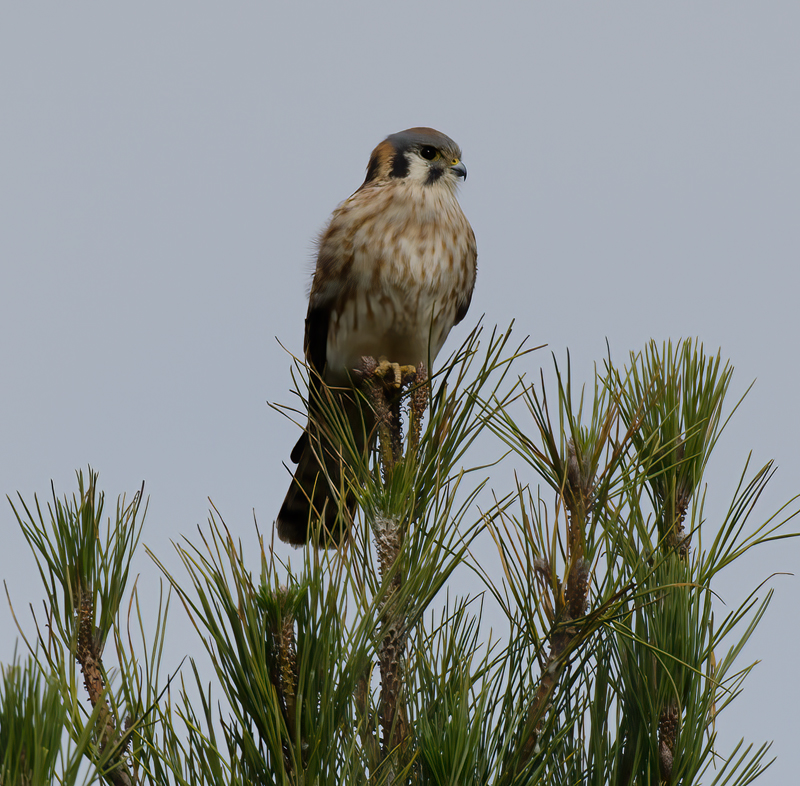 American_Kestrel_11_CA_054