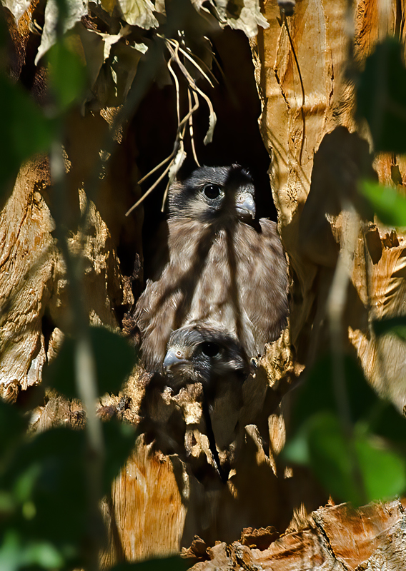American_Kestrel_13_CA_025