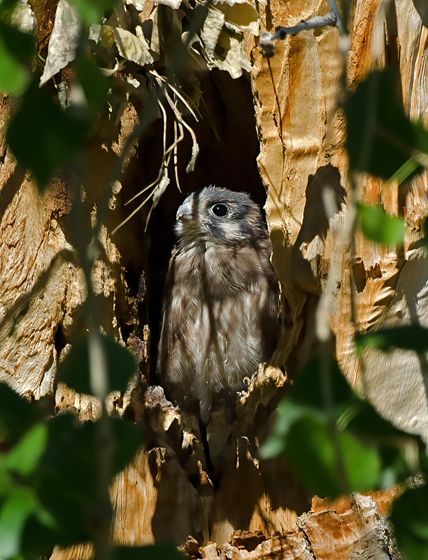 American_Kestrel_13_CA_030