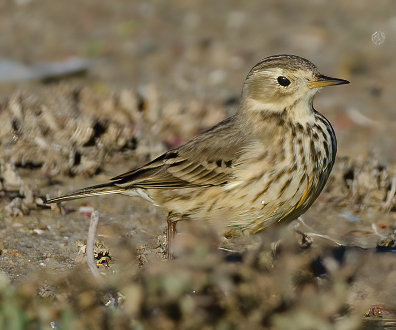 American_Pipit_11_CA_022