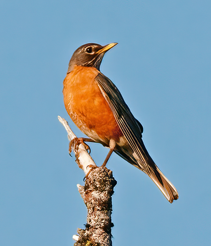 American_Robin_13_OR_003