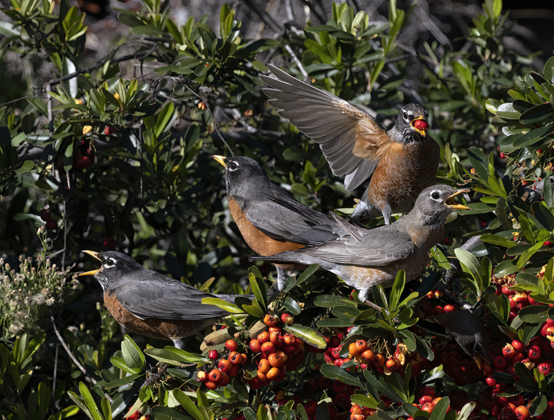 American_Robin_23_CA_003a