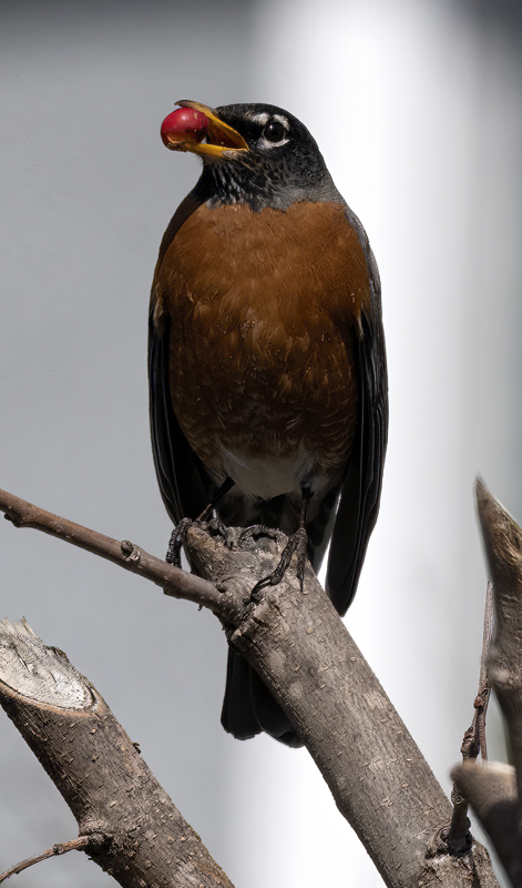 American_Robin_23_CA_033