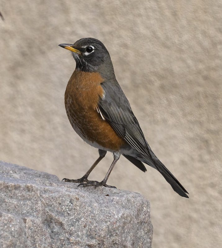 American_Robin_23_CA_064