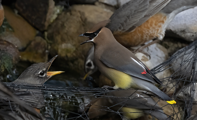 American_Robin_23_CA_070