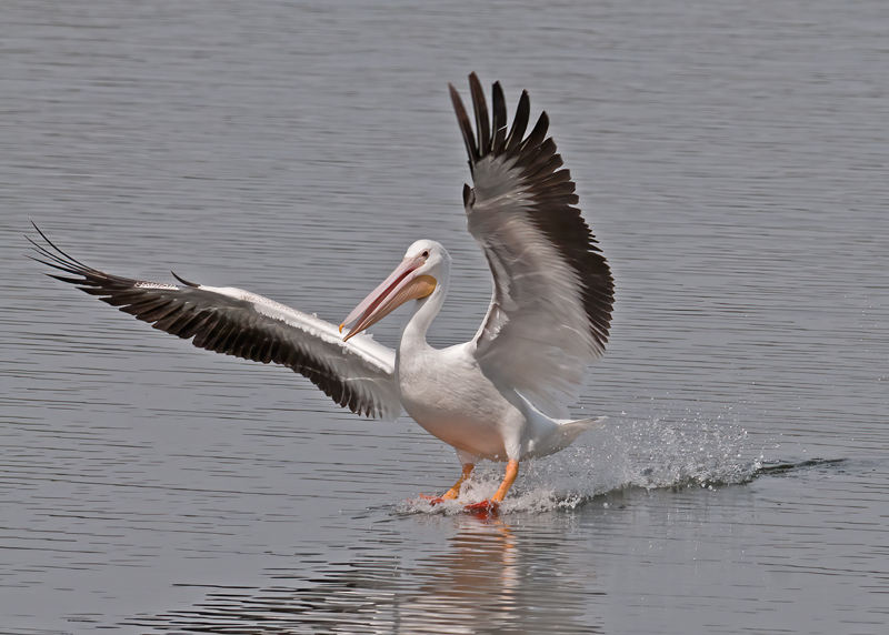 American_White_Pelican_10_FL_067