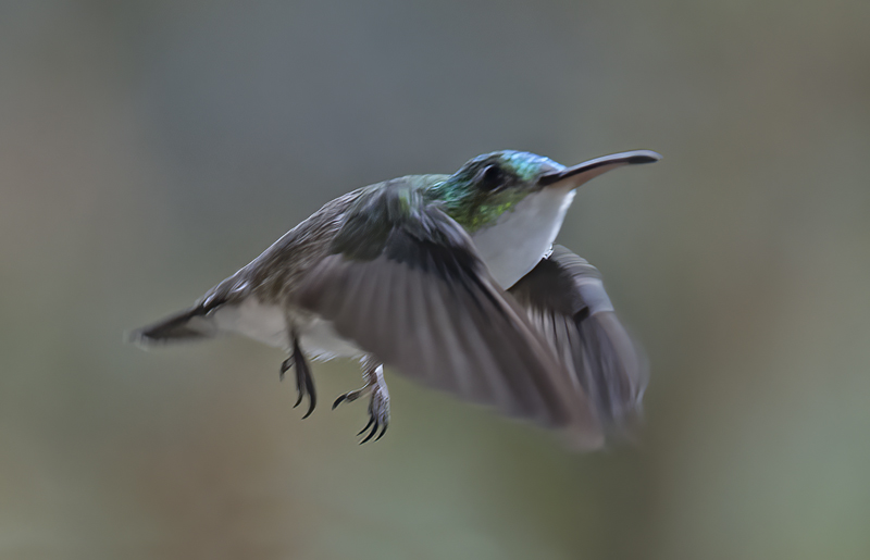 Andean_Emerald_18_Ecuador_047