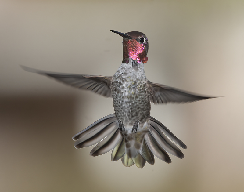 Annas_Hummingbird_14_CA_180
