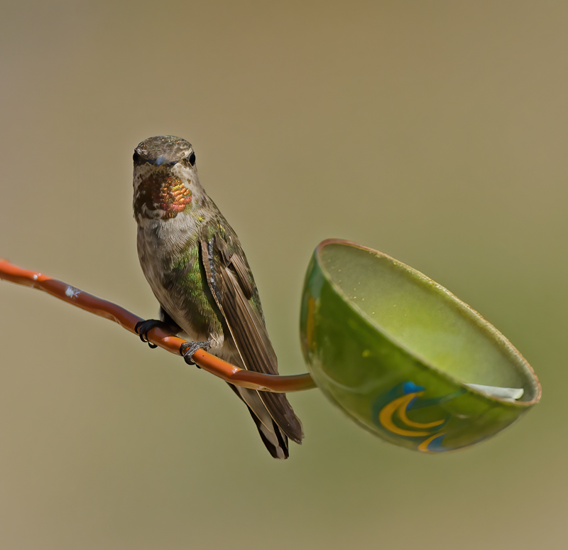 Annas_Hummingbrd_14_CA_069