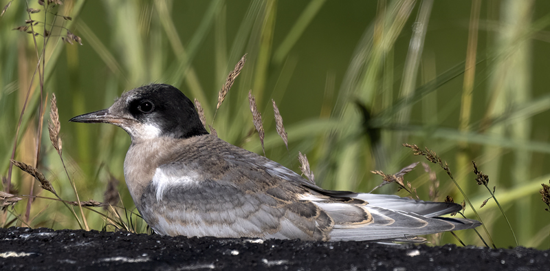 Arctic_Tern_22_Iceland_001