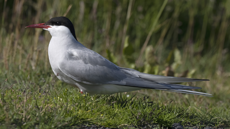Arctic_Tern_22_Iceland_004