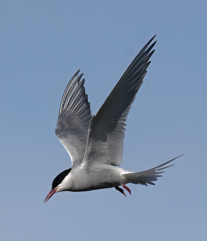 Arctic_Tern_22_Iceland_014
