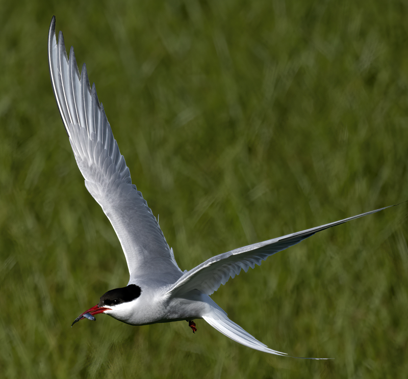 Arctic_Tern_22_Iceland_020
