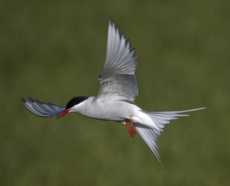 Arctic_Tern_22_Iceland_037