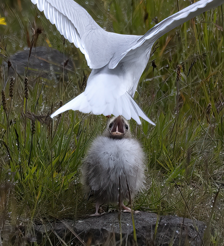 Arctic_Tern_22_Iceland_049