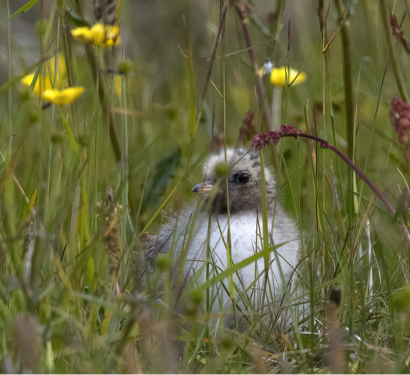 Arctic_Tern_22_Iceland_129