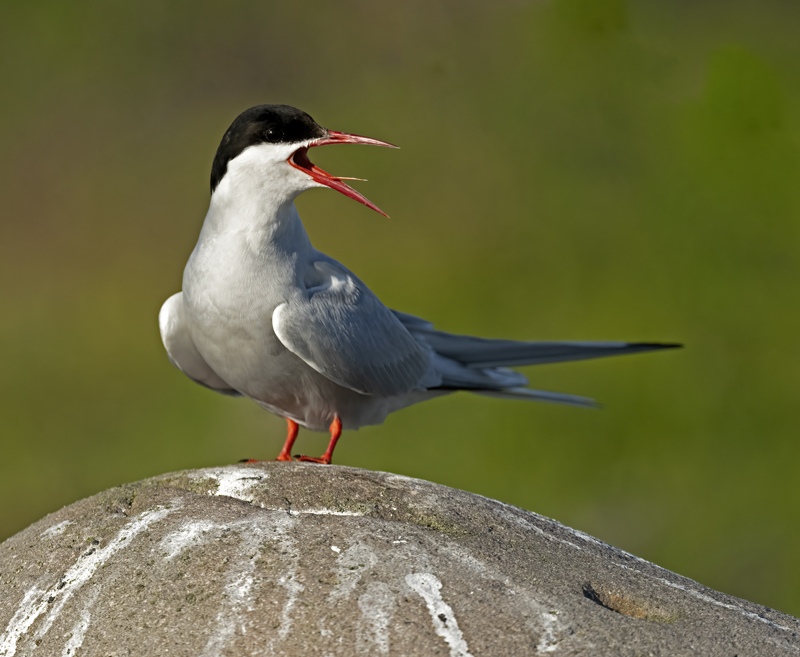 Arctic_Tern_22_Iceland_211