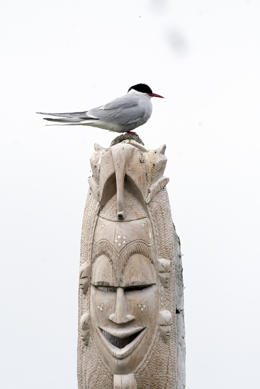 Arctic_Tern_22_Iceland_216