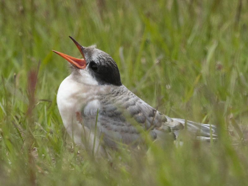 Arctic_Tern_22_Iceland_224