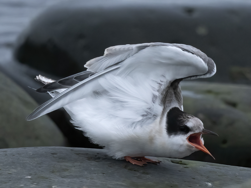 Arctic_Tern_22_Iceland_229