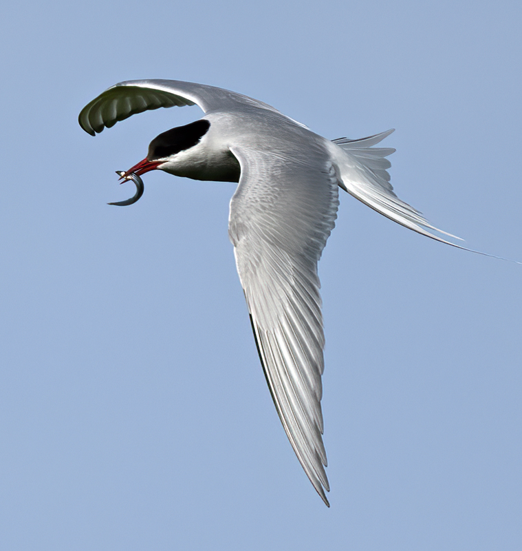 Arctic_Tern_22_Iceland_401