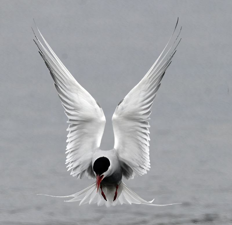 Arctic_Tern_22_Iceland_402
