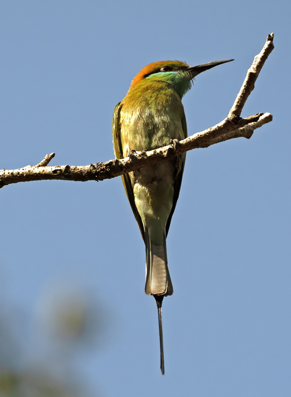 Asian_Green_Bee-eater_25_India_006