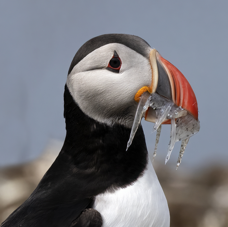 Atlantic_Puffin_22_Iceland_015