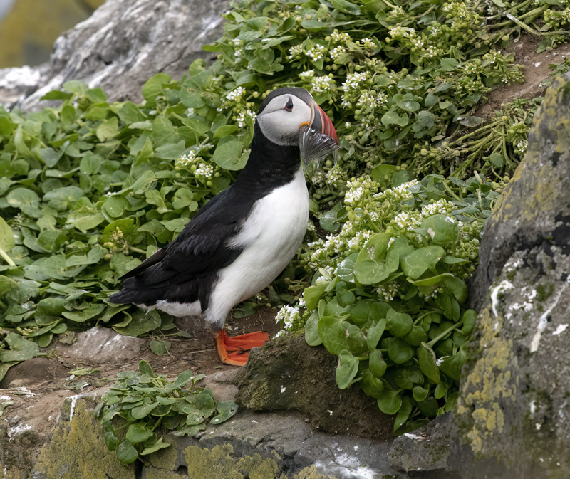 Atlantic_Puffin_22_Iceland_231