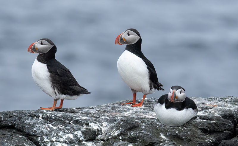 Atlantic_Puffin_22_Iceland_501