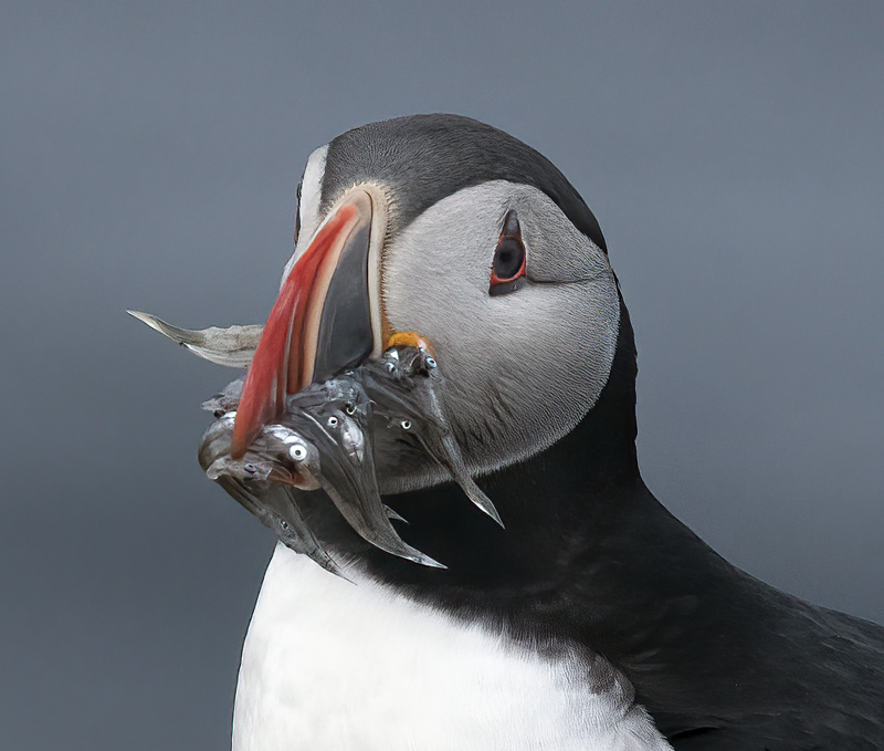 Atlantic_Puffin_22_Iceland_502