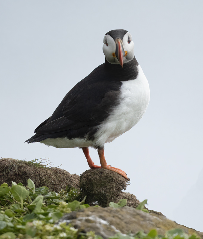 Atlantic_Puffin_22_Iceland_509