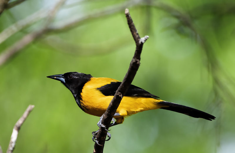 Audubon_Oriole_19_TX_056