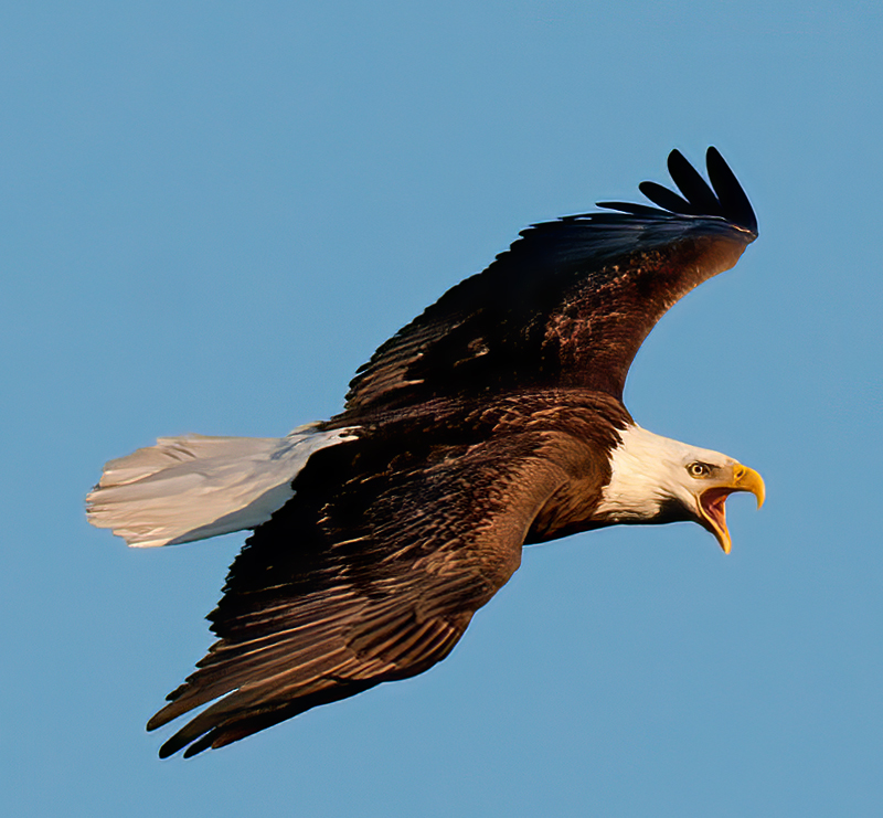 Bald_Eagle_11_FL_008