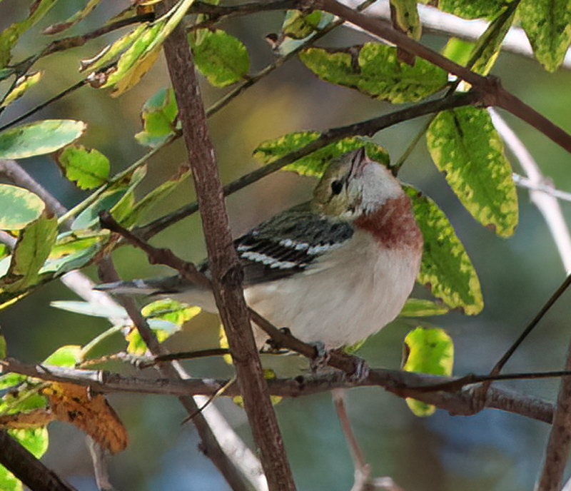 Bay_breasted_Warbler_14_CA_008