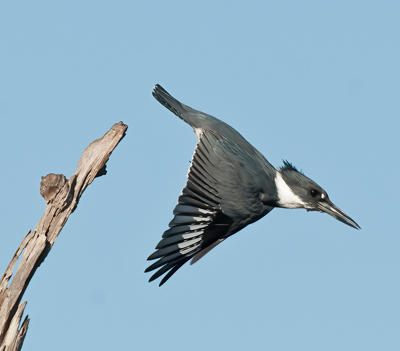 Belted_Kingfisher_11_FL_008