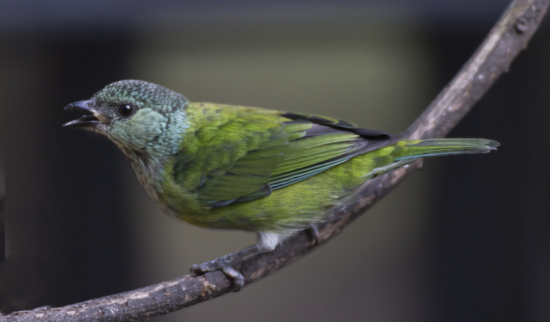 Black-capped_Tanager_18_Ecuador_016