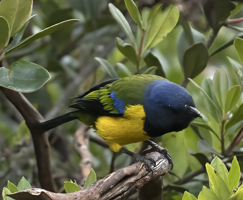 Black-chested_Mountain-tanager_18_Ecuador_003