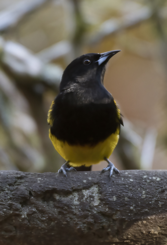 Black-cowled_Oriole_18_Costa_Rica_025