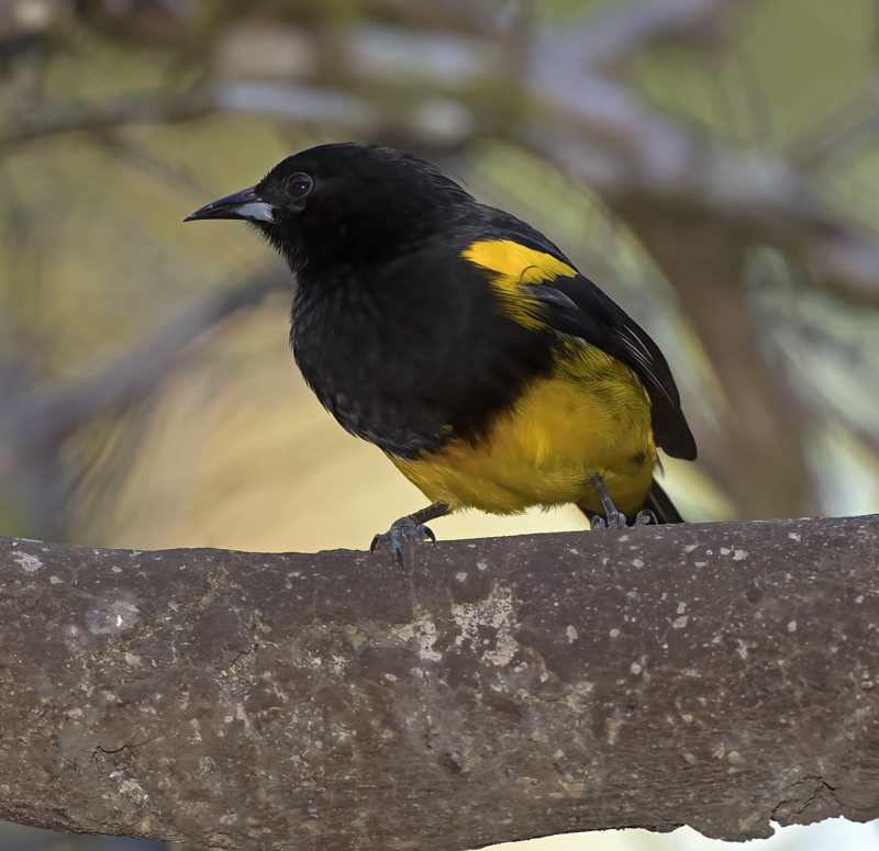 Black-cowled_Oriole_18_Costa_Rica_028