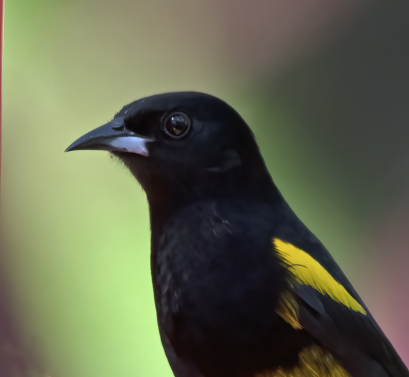 Black-cowled_Oriole_18_Costa_Rica_031