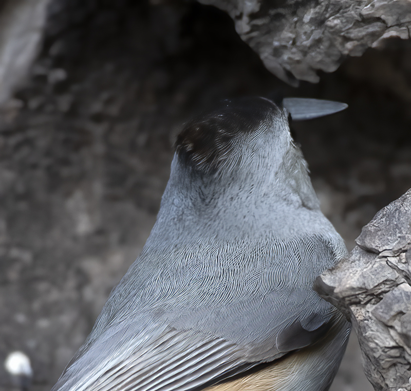 Black-crested_Titmouse_19_TX_008