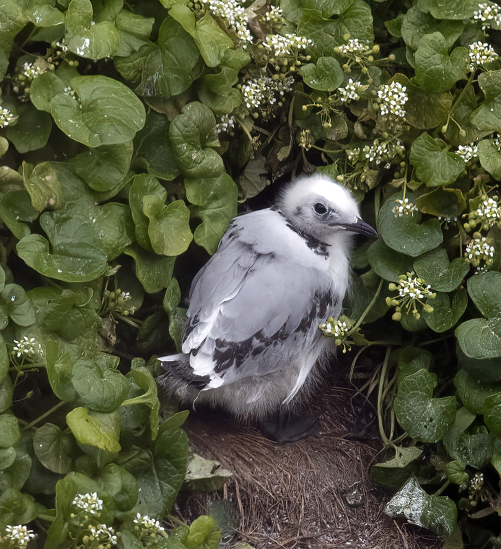 Black-legged_Kittiwake_22_Iceland_072