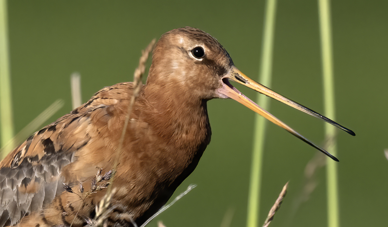 Black-tailed_Godwit_22_Iceland_011