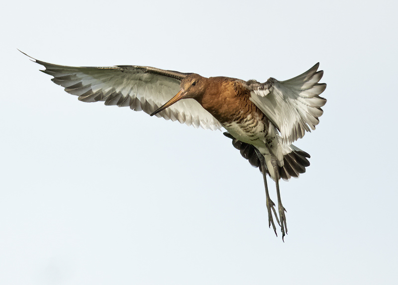 Black-tailed_Godwit_22_Iceland_118