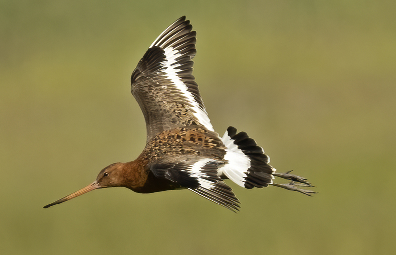 Black-tailed_Godwit_22_Iceland_125