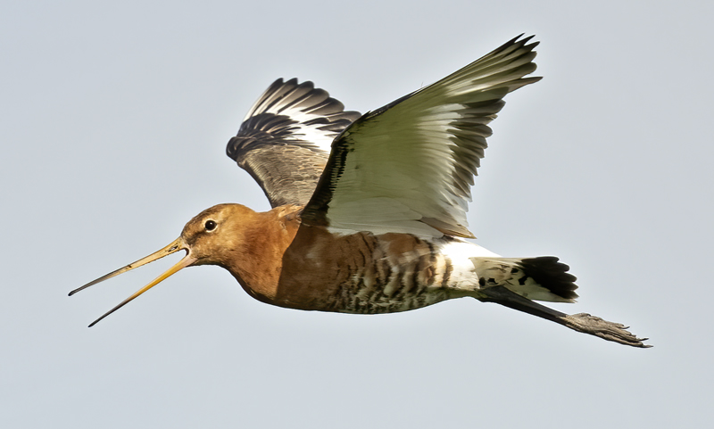 Black-tailed_Godwit_22_Iceland_140
