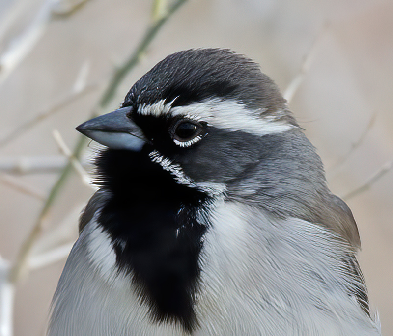 Black-throated_Sparrow_14_CA_001